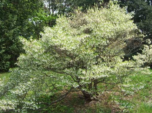ドウダンツツジの自然樹形
