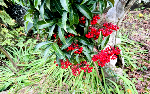 万両（マンリョウ）の下草