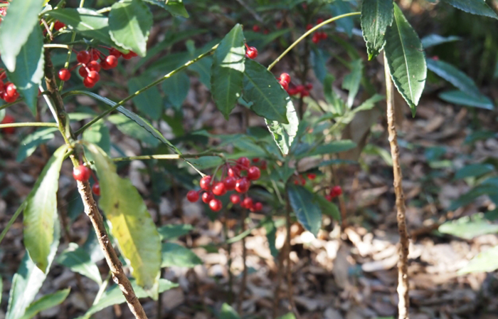野生種の大葉万両（オオバマンリョウ）