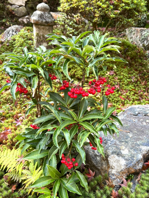 万両（マンリョウ）の植栽・茶庭