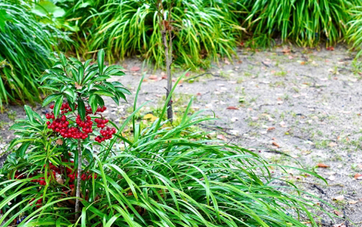 マンリョウがある庭（山崎造園・兵庫県宍粟市）