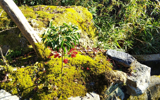 和風の庭・苔（こけ）がある庭の万両