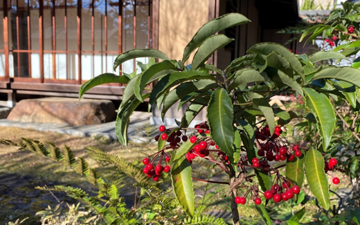 昭和の庭の定番・縁起物・庭に植えられている万両