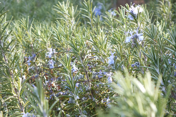 地植え（庭植え）のローズマリー