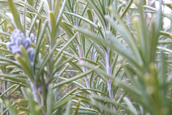 地植え（庭植え）のローズマリー