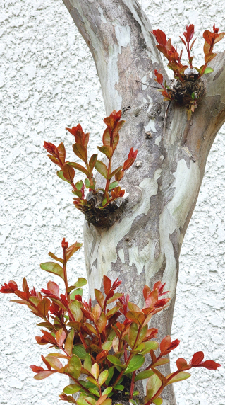 サルスベリの胴吹枝の芽