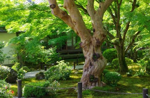 大庭園のサルスベリ