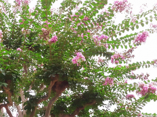 サルスベリ（百日紅）の植栽・剪定・シンボルツリーの植樹（山崎造園）