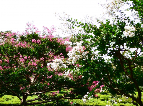 サルスベリ（百日紅）の花の色