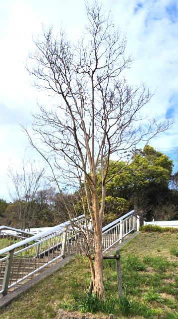 地植えのサルスベリ（剪定/2度切り） | 山崎造園（兵庫県宍粟市山崎町高所583-1）