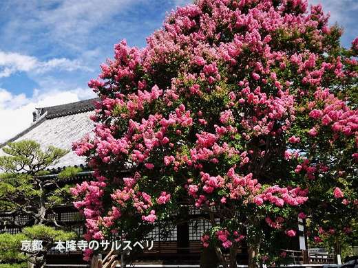 サルスベリ（百日紅）で有名な寺・本隆寺