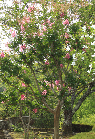 約100日の間、次々に咲くサルスベリ（百日紅）の花