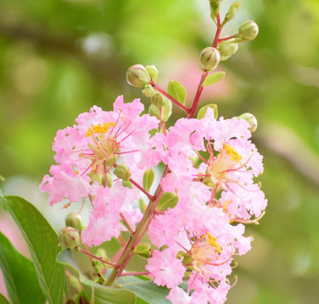 サルスベリ（百日紅）の花の特徴