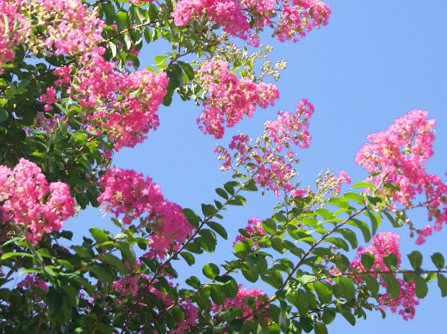 サルスベリの花の特徴・枝先の房