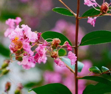 萎（しお）れたサルスベリの花