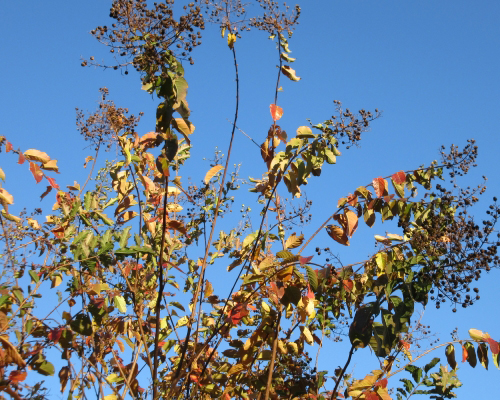 サルスベリの紅葉