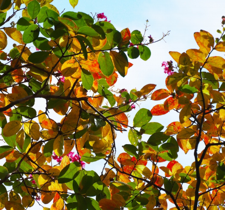 サルスベリの紅葉・グラデーション