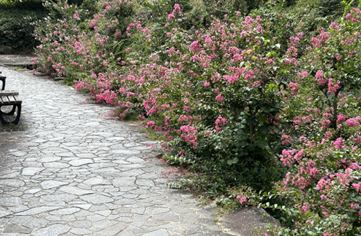 矮性サルスベリの植栽