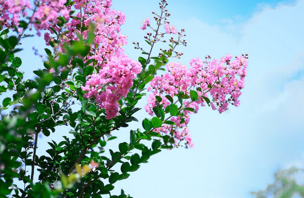 サルスベリの花の付き方