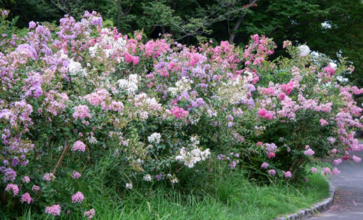 矮性サルスベリの植栽