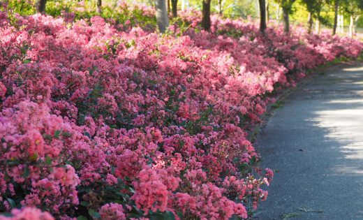 矮性サルスベリの植栽