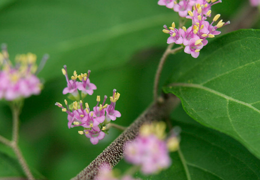 コムラサキ（小紫）の花