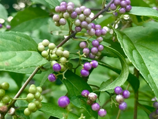 秋に実るムラサキシキブ（紫式部）・コムラサキ（小紫）の色付き