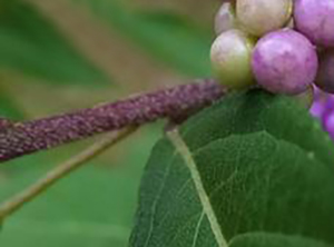 コムラサキ（小紫）の若枝