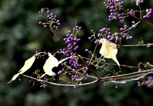 葉が散った後のムラサキシキブ（紫式部）