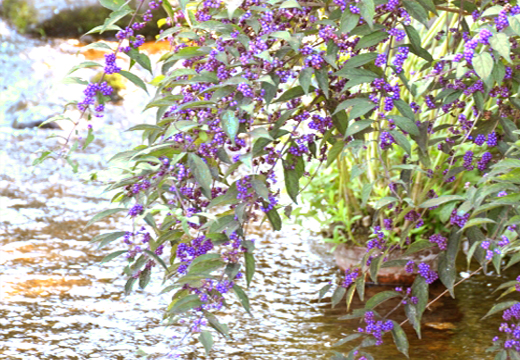 コムラサキ（小紫）・コシキブ（小式部）を育てる環境