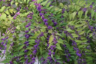 コムラサキ（小紫）の半球形の樹形