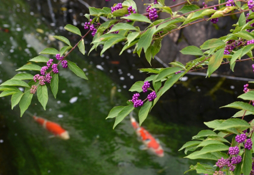 コムラサキ（小紫）・コムラサキシキブ（小紫式部）がある庭