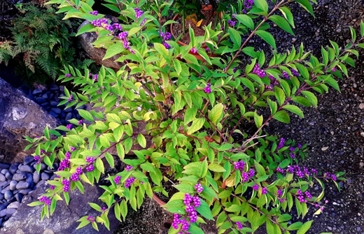 地植えのコムラサキ（小紫）・ムラサキシキブ（紫式部）・植栽・剪定・手入れ・育てる場所
