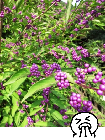 コムラサキ（小紫）・コムラサキシキブ（小紫式部）の剪定・樹形の乱れ
