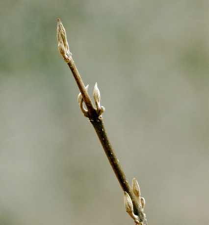 コムラサキの花芽が付く枝