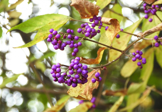 コムラサキ（小紫）・コムラサキシキブ（小紫式部）の落葉