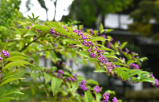 紫色の果実が美しいムラサキシキブ（紫式部）コムラサキ（小紫）