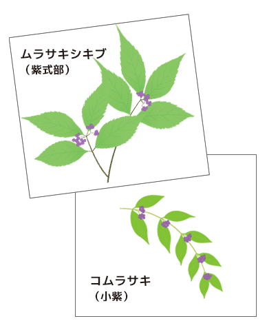 ムラサキシキブ（紫式部）とコムラサキ（小紫）の見分け方・葉と枝の特徴