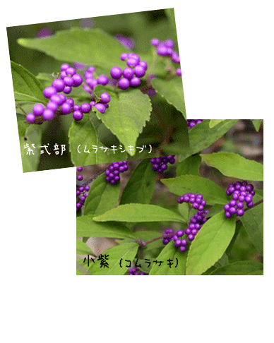 ムラサキシキブ（紫式部）コムラサキ（小紫）の実の付き方・違い