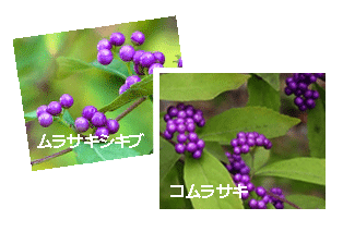 ムラサキシキブ（紫式部）コムラサキ（小紫）の違い・実の付き方