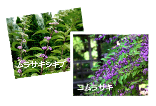 ムラサキシキブ（紫式部）コムラサキ（小紫）の違い・枝の伸び方・枝垂れ方