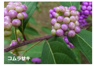 コムラサキ（小紫）の葉と柄の付く場所