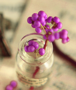 コムラサキ（小紫）の生け花やドライフラワー