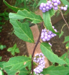 ムラサキシキブ（紫式部）コムラサキ（小紫）は葉っぱが虫にくわれやすいです。