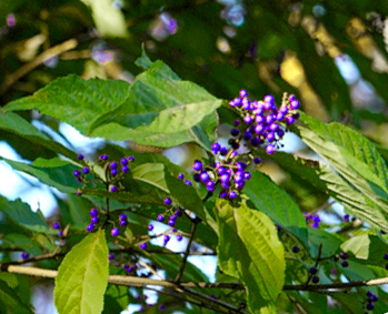 ムラサキシキブ（紫式部）の特徴・違い・葉のカタチ