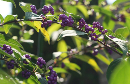 実の美しさを観賞する植物・ムラサキシキブ（紫式部）コムラサキ（小紫）