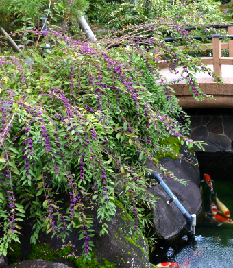 和を感じさせるコムラサキ（小紫）・コムラサキシキブ（小紫式部）があるお庭