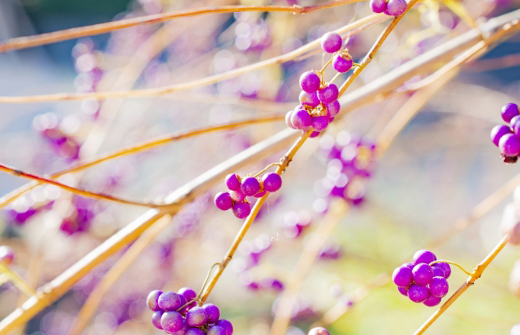 葉が落ちたコムラサキ（小紫）の枝垂れと実
