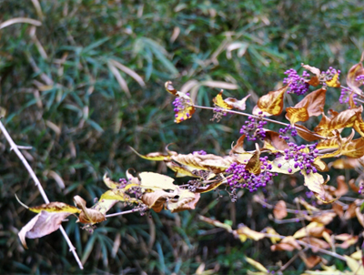 コムラサキ（小紫）・ムラサキシキブ（紫式部）の落葉期