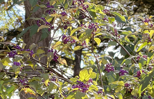自生種のムラサキシキブ（紫式部）はやや大きく育つ落葉中低木